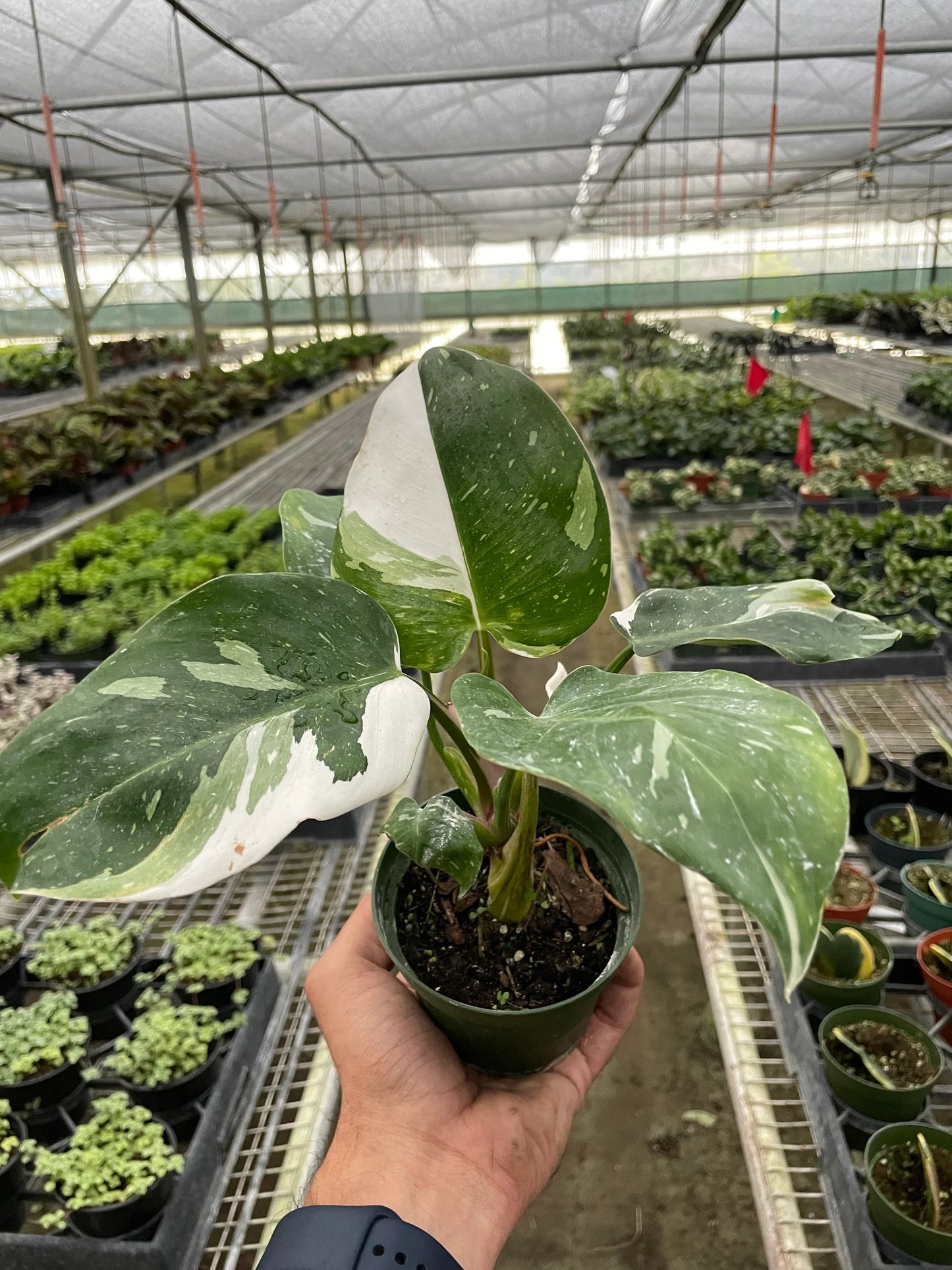 Philodendron 'White Princess 6" clear pot