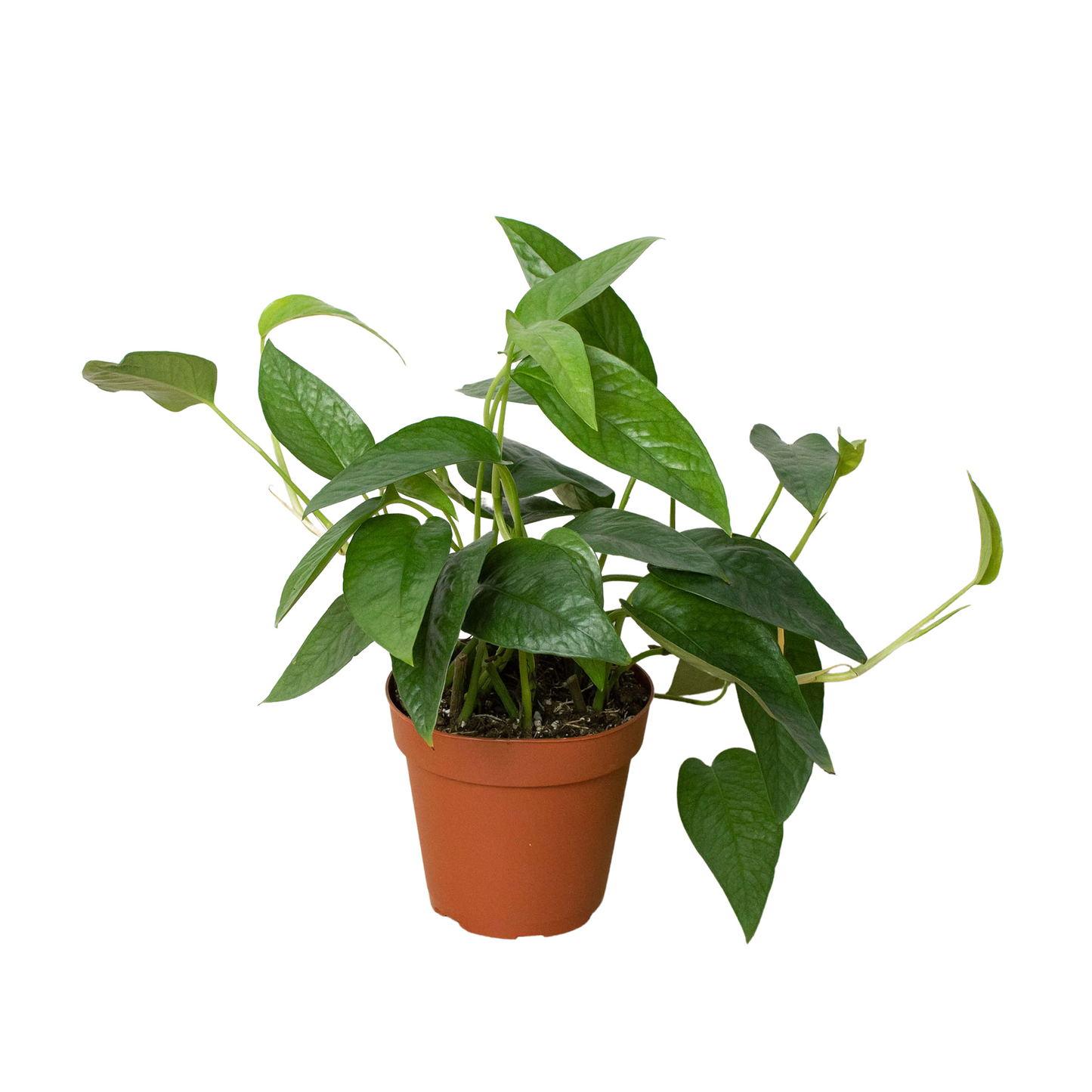 Pothos 'Cebu Blue' 6inch clear pot