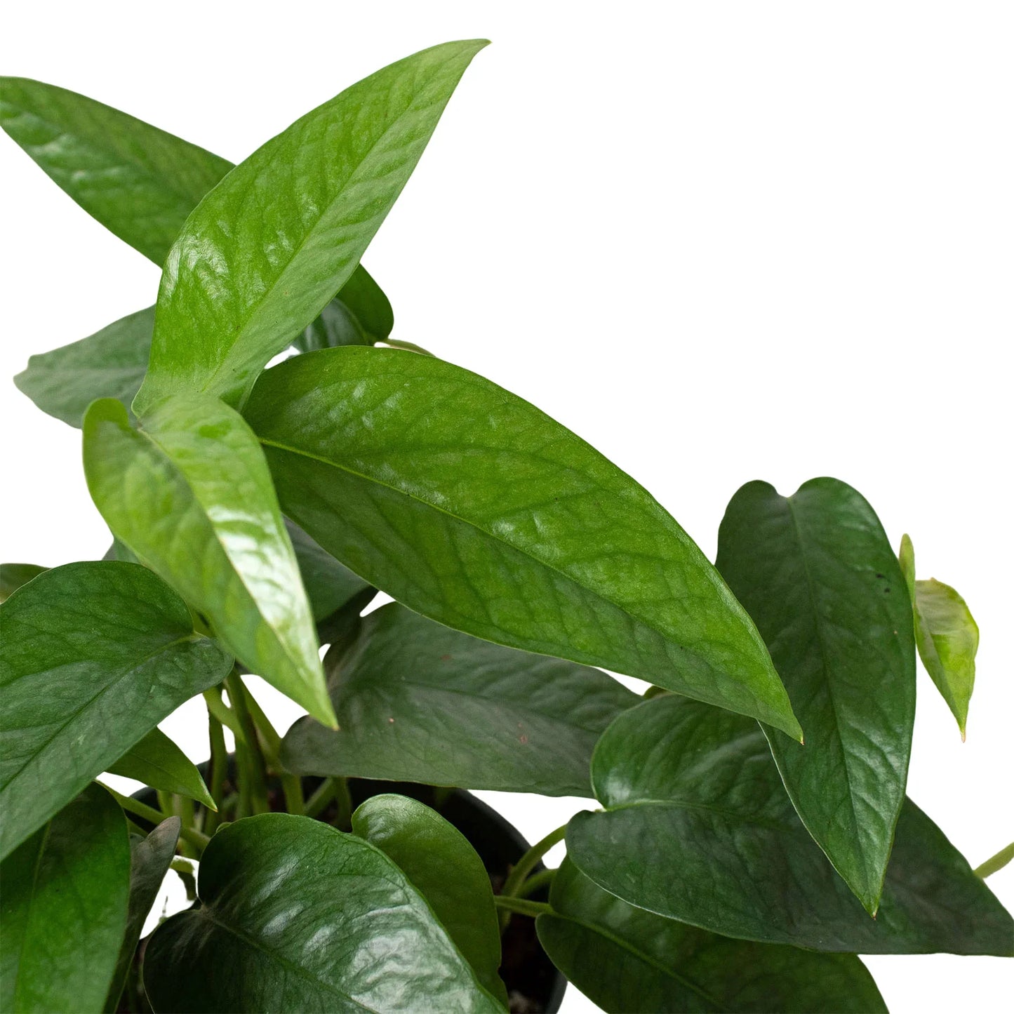 Pothos 'Cebu Blue' 6inch clear pot