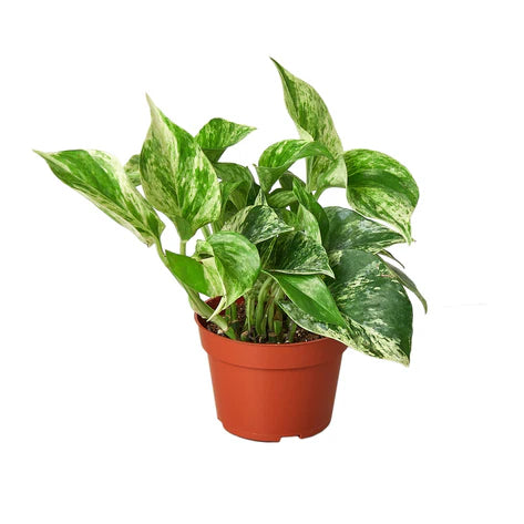 Pothos 'Marble Queen 4"