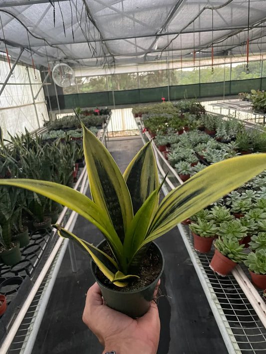Snake 'Gold Flame' 4"