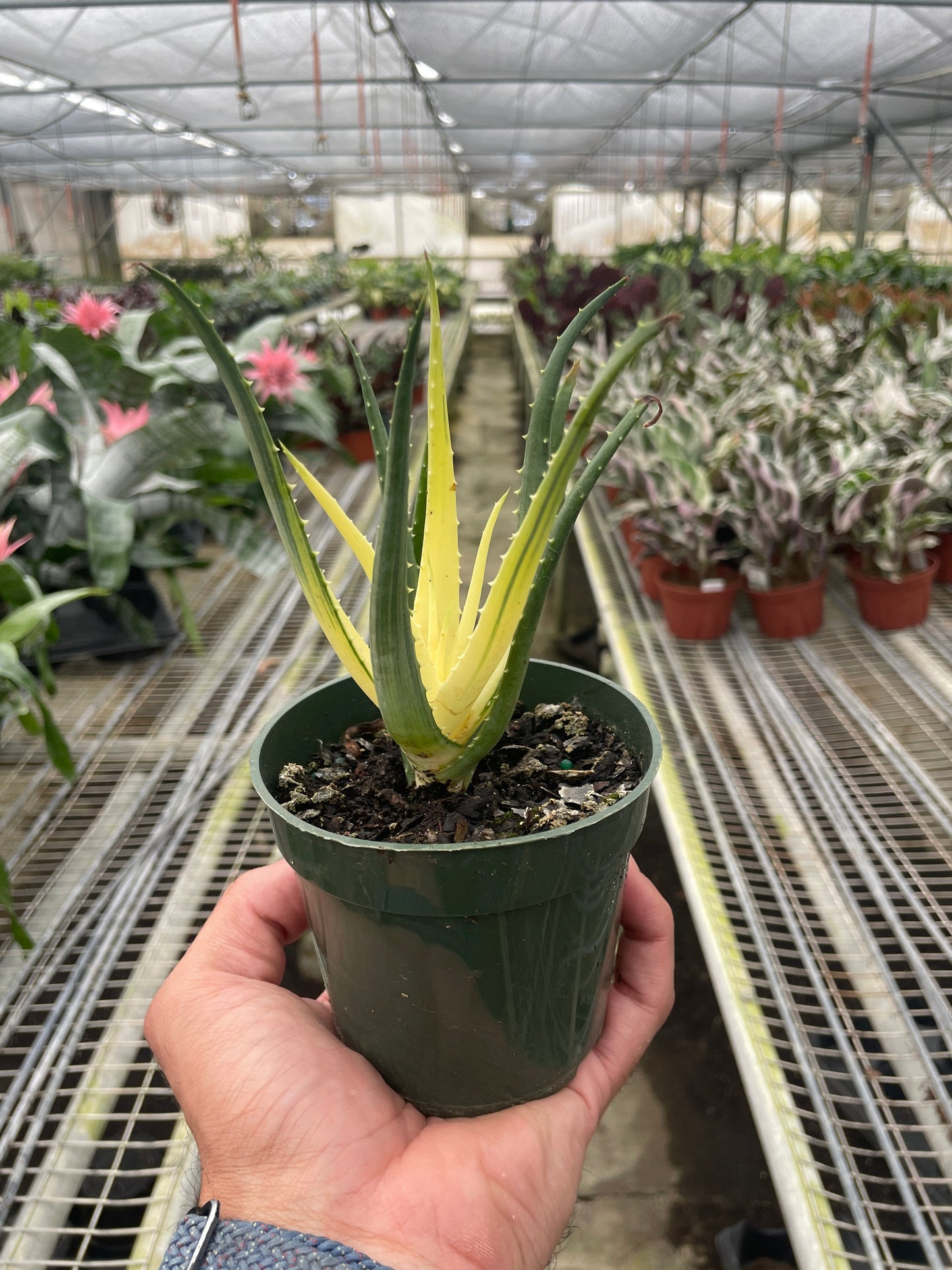 Aloe Solar Flare Succulent 4" Clear Pot