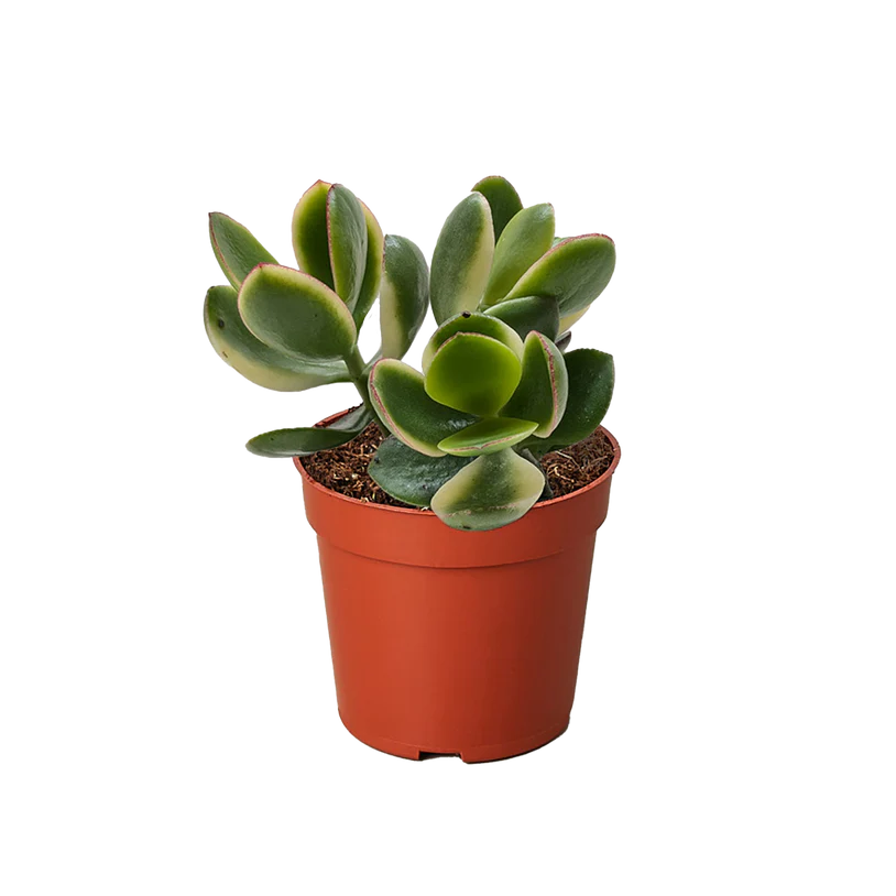 Succulent Crassula Jade Variegated