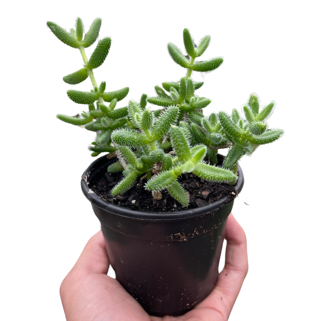 Delosperma Echinatum Pickle Plant 4"