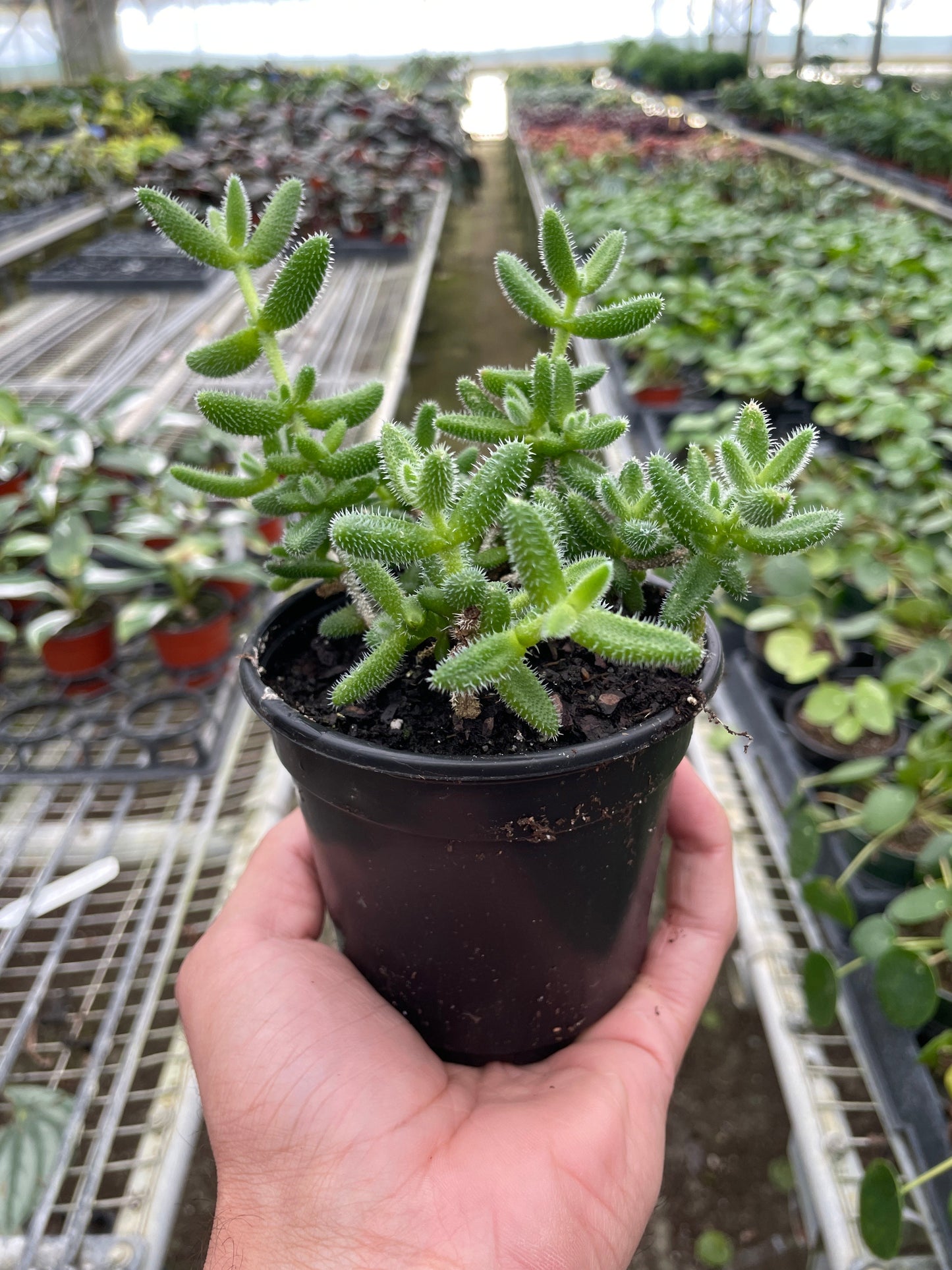 Delosperma Echinatum Pickle Plant 4"