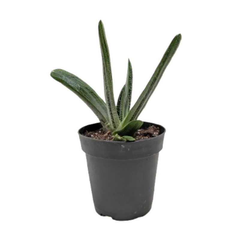 Gasteria Little Warty