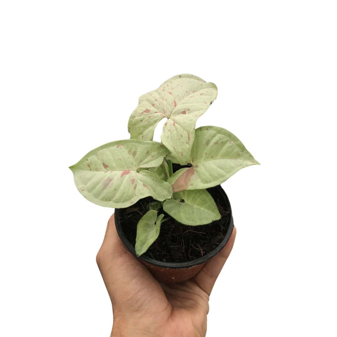 Syngonium 'Milk Confetti