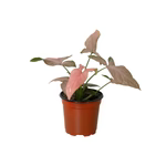 Syngonium 'Pink Splash' 4"