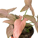 Syngonium 'Pink Splash' 4"