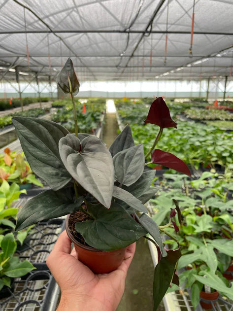 Syngonium 'Red Arrow' 4"