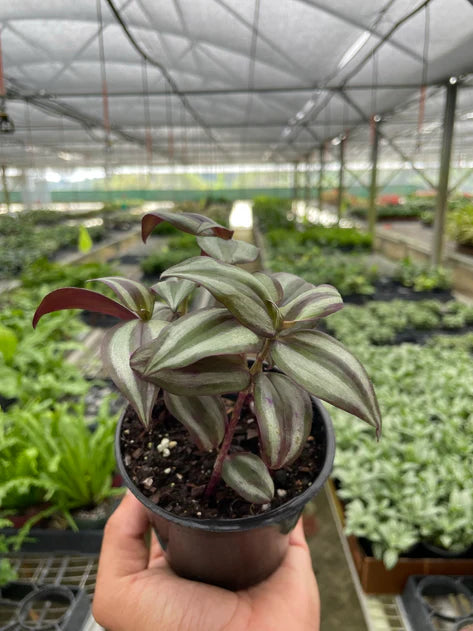 Tradescantia Zebrina 'Wandering Dude 4"