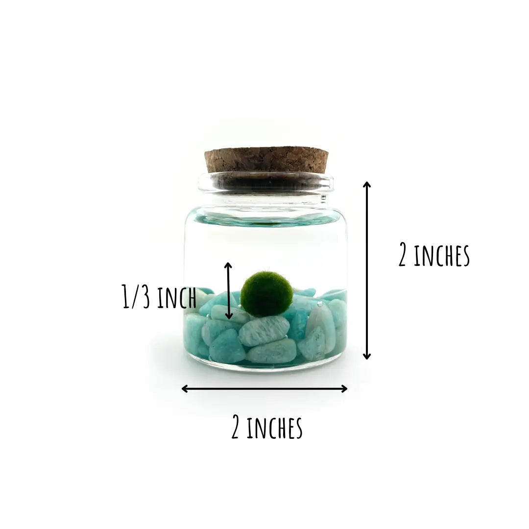 Small Amazonite Moss Ball Terrarium