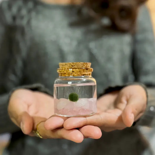 Small Rose Quartz Moss Ball Terrarium