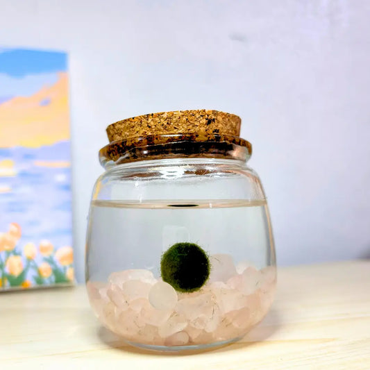 Medium Rose Quartz Moss Ball Terrarium