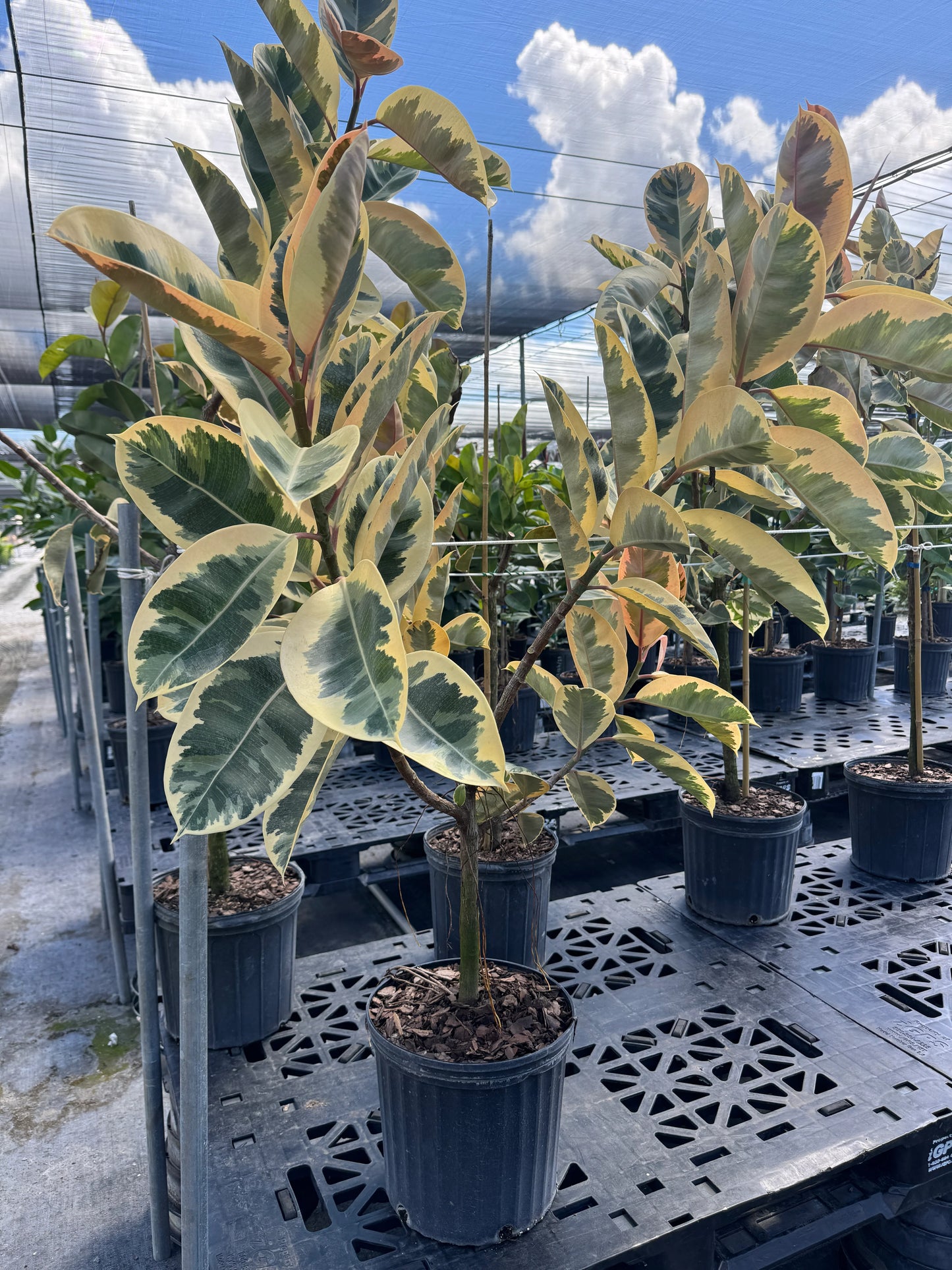 Ficus Elastica Tineke