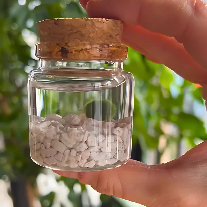 Small Classic Moss Ball Terrarium