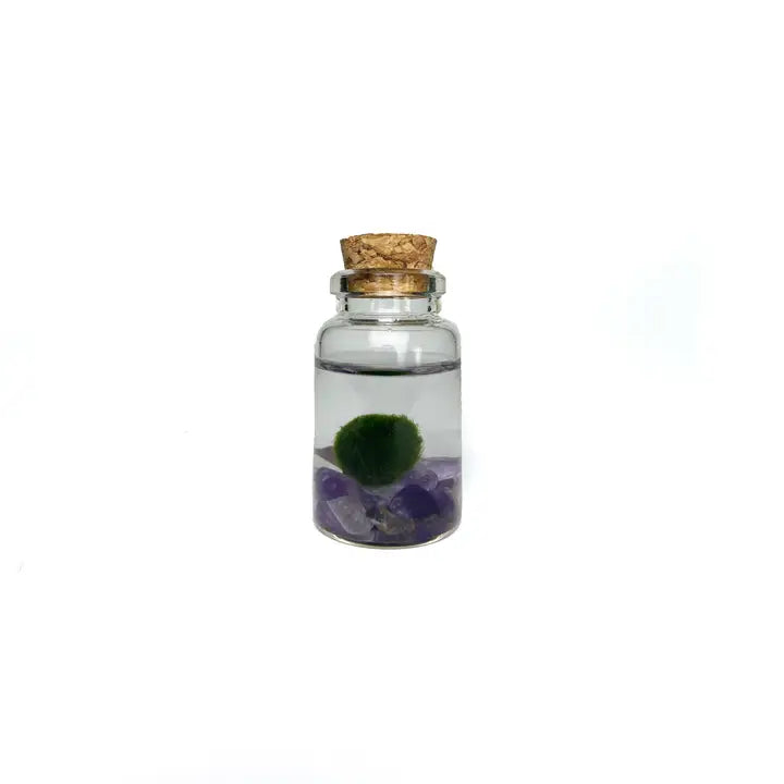 Tiny Amethyst Gemstones Moss Ball Terrarium