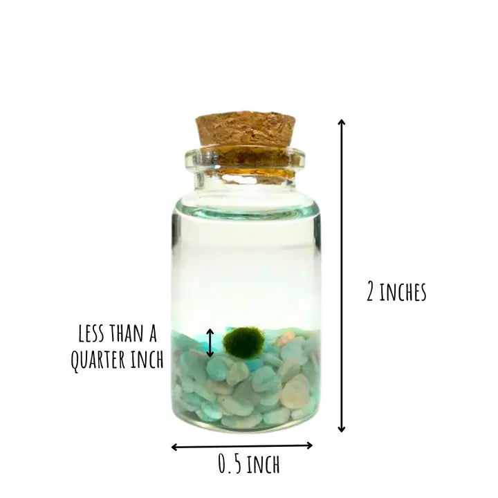 Tiny Amazonite Gemstones Moss Ball Terrarium