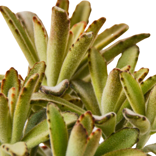 Kalanchoe Chocolate Soldier