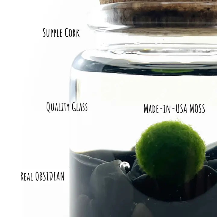 Small Obsidian Moss Ball Terrarium