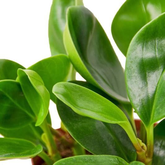 Peperomia Thailand 4"