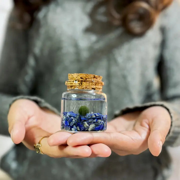 Small Lapis Lazuli Gemstones Moss Ball Terrarium