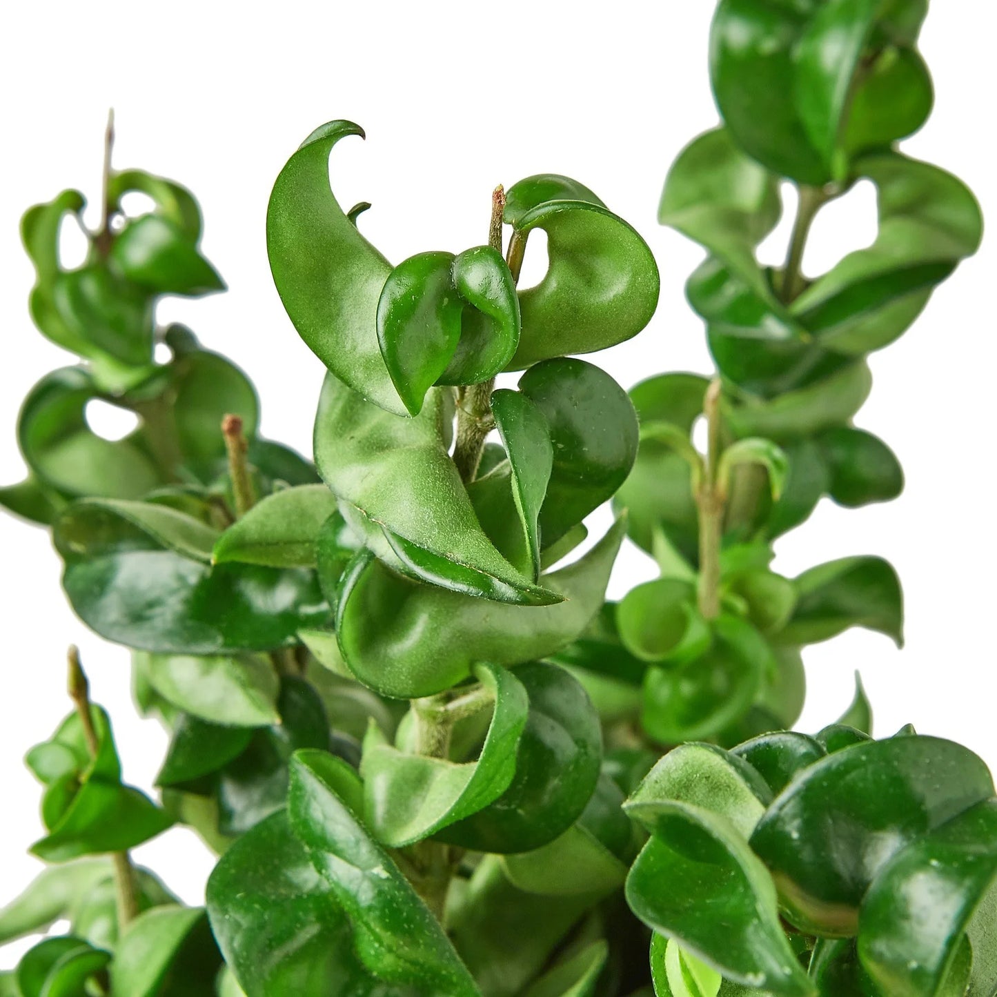 Hoya Rope Plant 4"