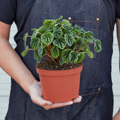 Peperomia 'Ripple' 6"