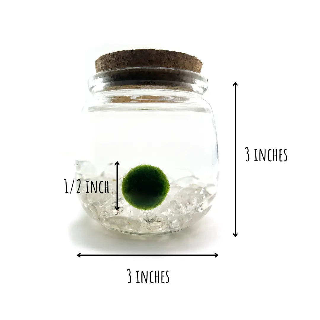 Medium Clear Quartz Stones Moss Ball Terrarium