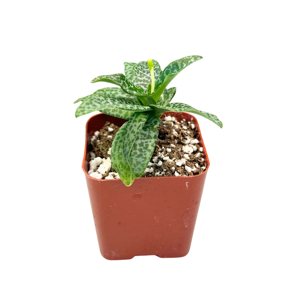Silver Squill (Ledebouria Socialis) 2"
