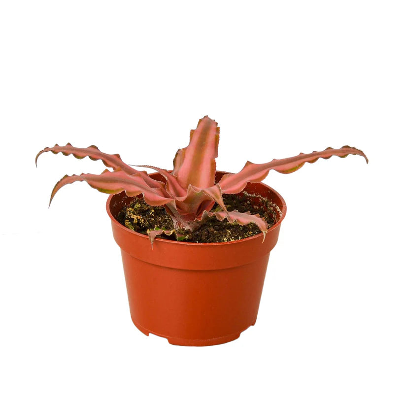 Cryptanthus 'Pink Star' - 4"