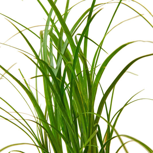 Palm Ponytail Guatemalensis