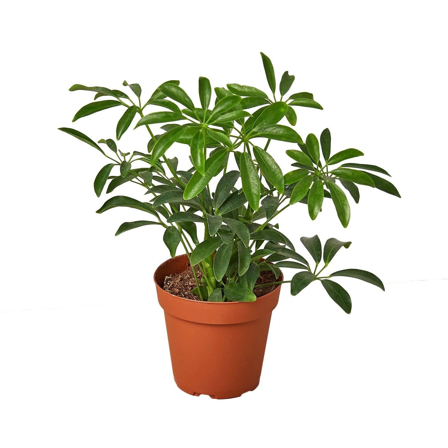 Schefflera Arboricola 'Umbrella' Clear Pot 3"