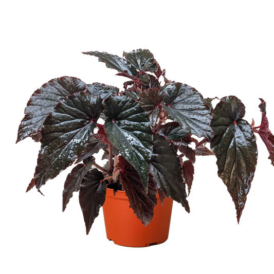Begonia 'Black Magic' 6"