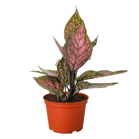aglaonema pink wishes Chinese Evergreen 'Wishes' 6" – Collective Plant Co