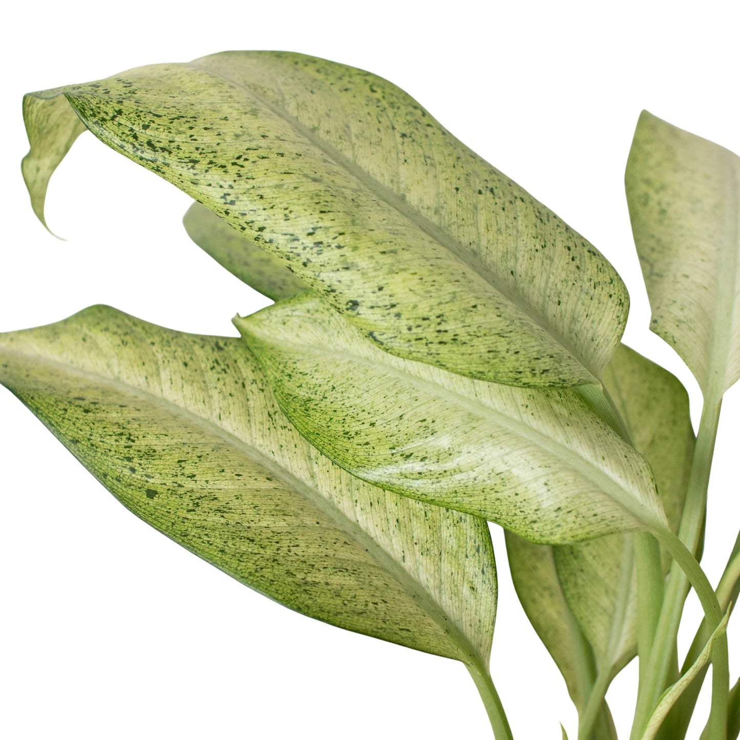 Dieffenbachia 'Camouflage 6"