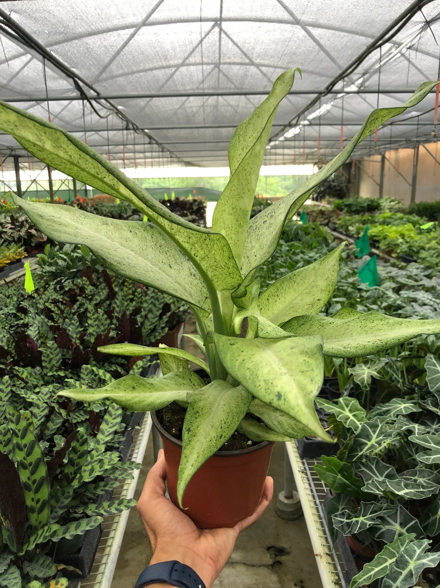 Dieffenbachia 'Camouflage 6"