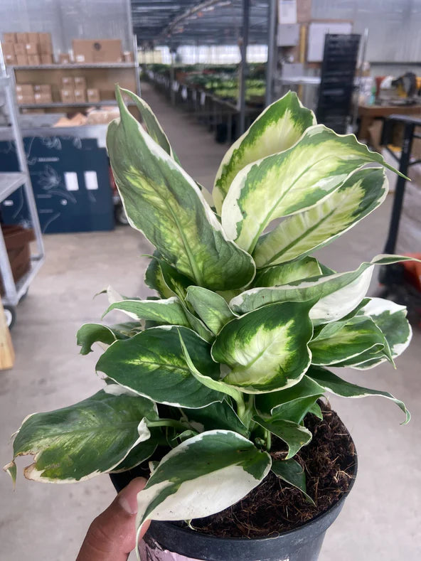 Dieffenbachia 'Cool Beauty' 6"