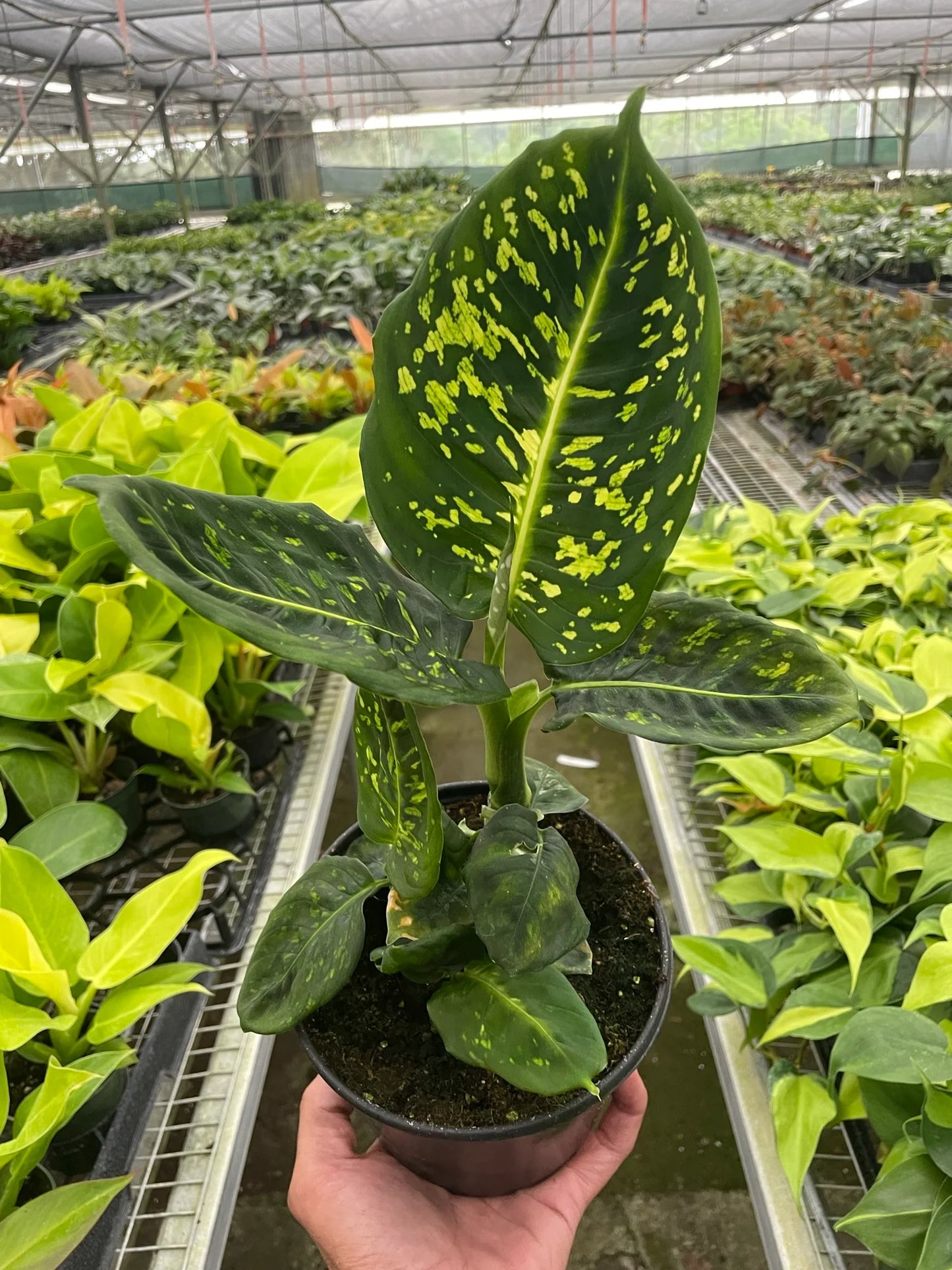 Dieffenbachia 'Reflector
