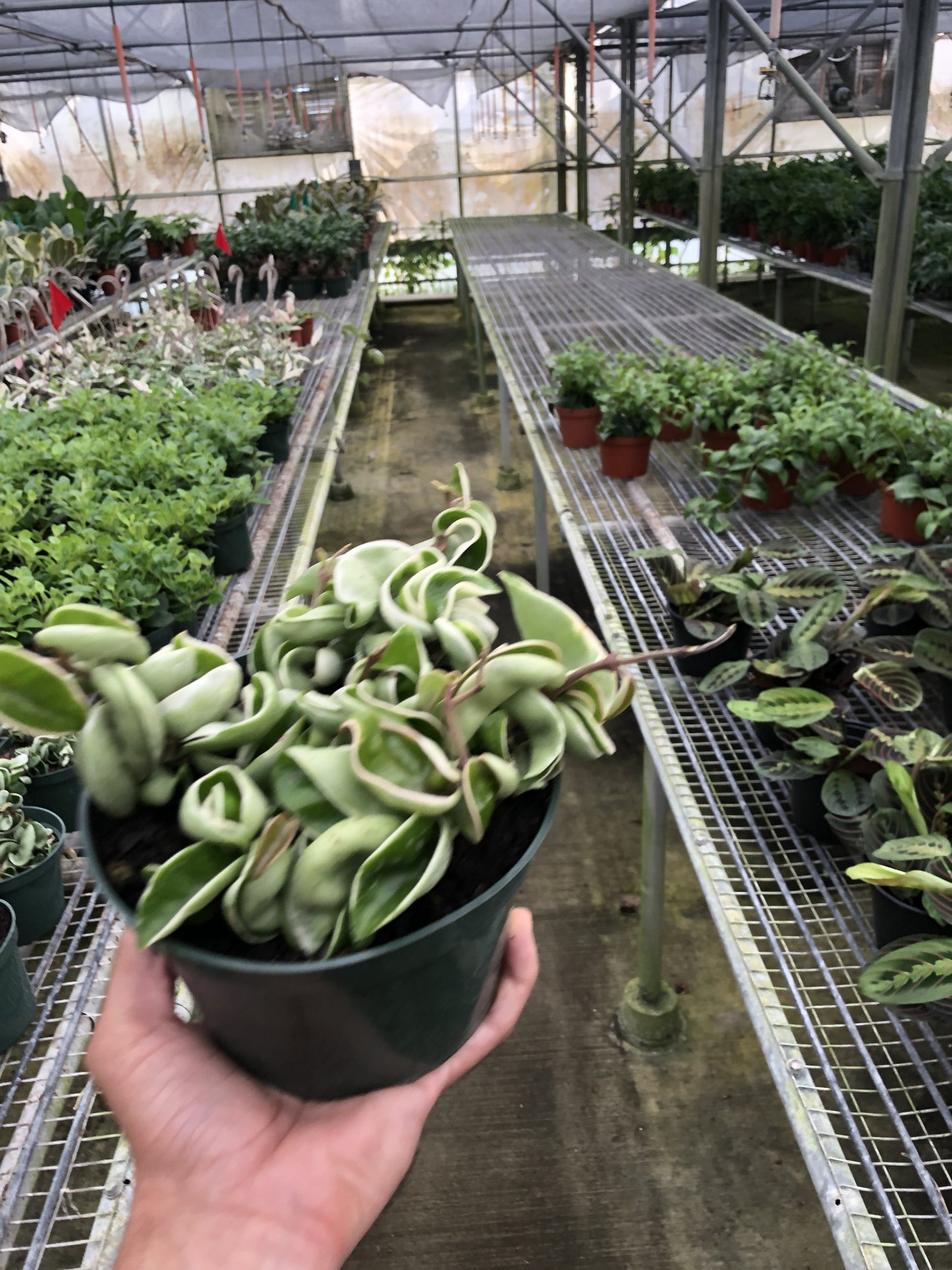 Hoya Rope Plant Variegated 4"