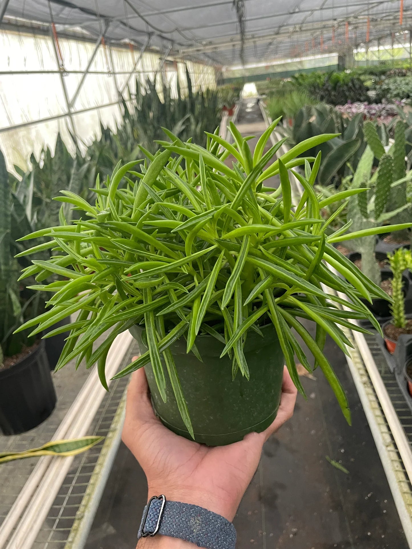 Peperomia 'Green Bean' 4"