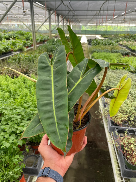 Philodendron 'Billietiae 4"- Clear Pot