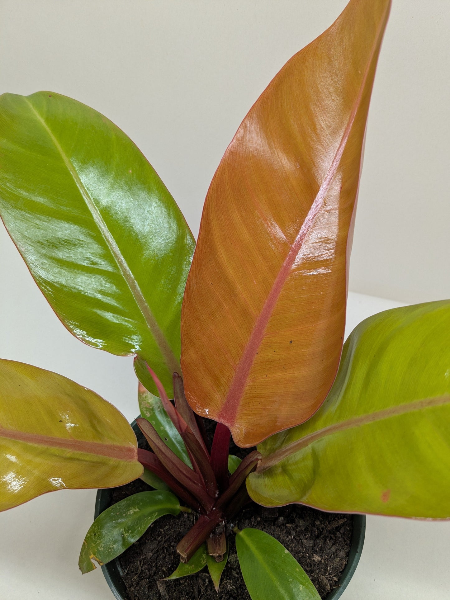 Philodendron 'Prince of Orange' 4inch - Clear Pot