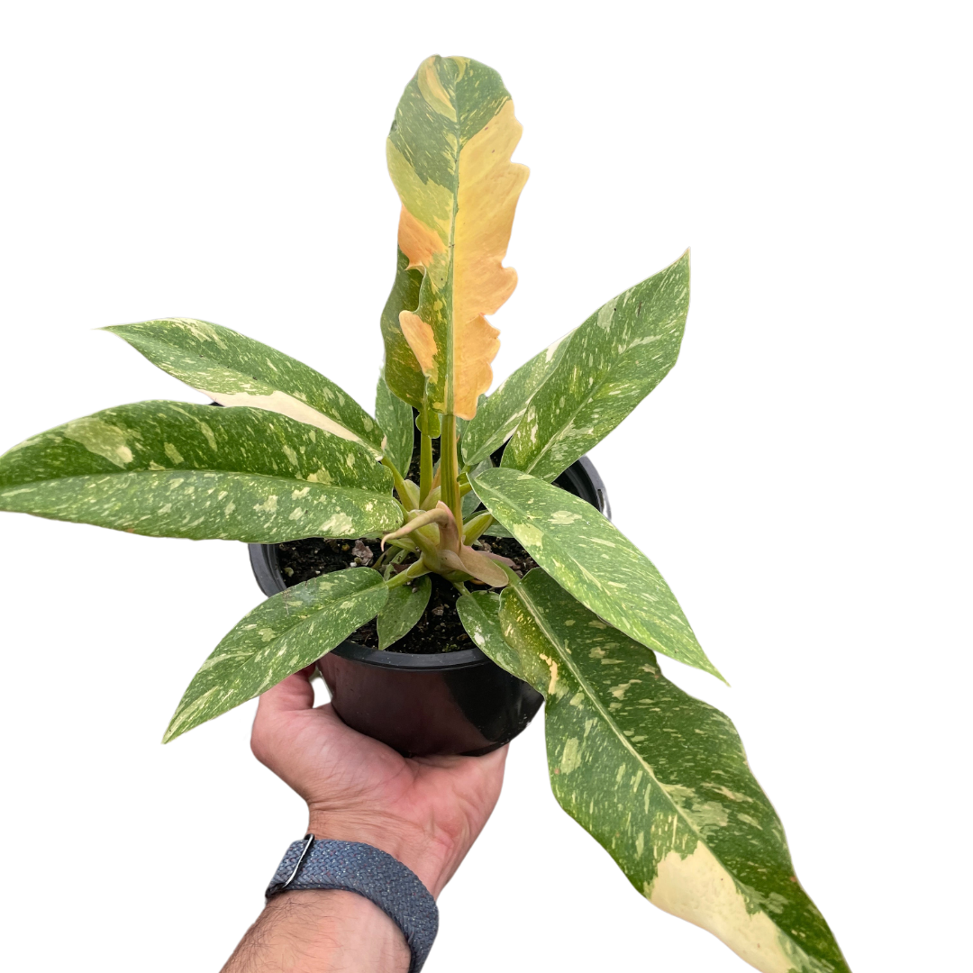 Philodendron 'Variegated Ring of Fire 5" -Clear Pot