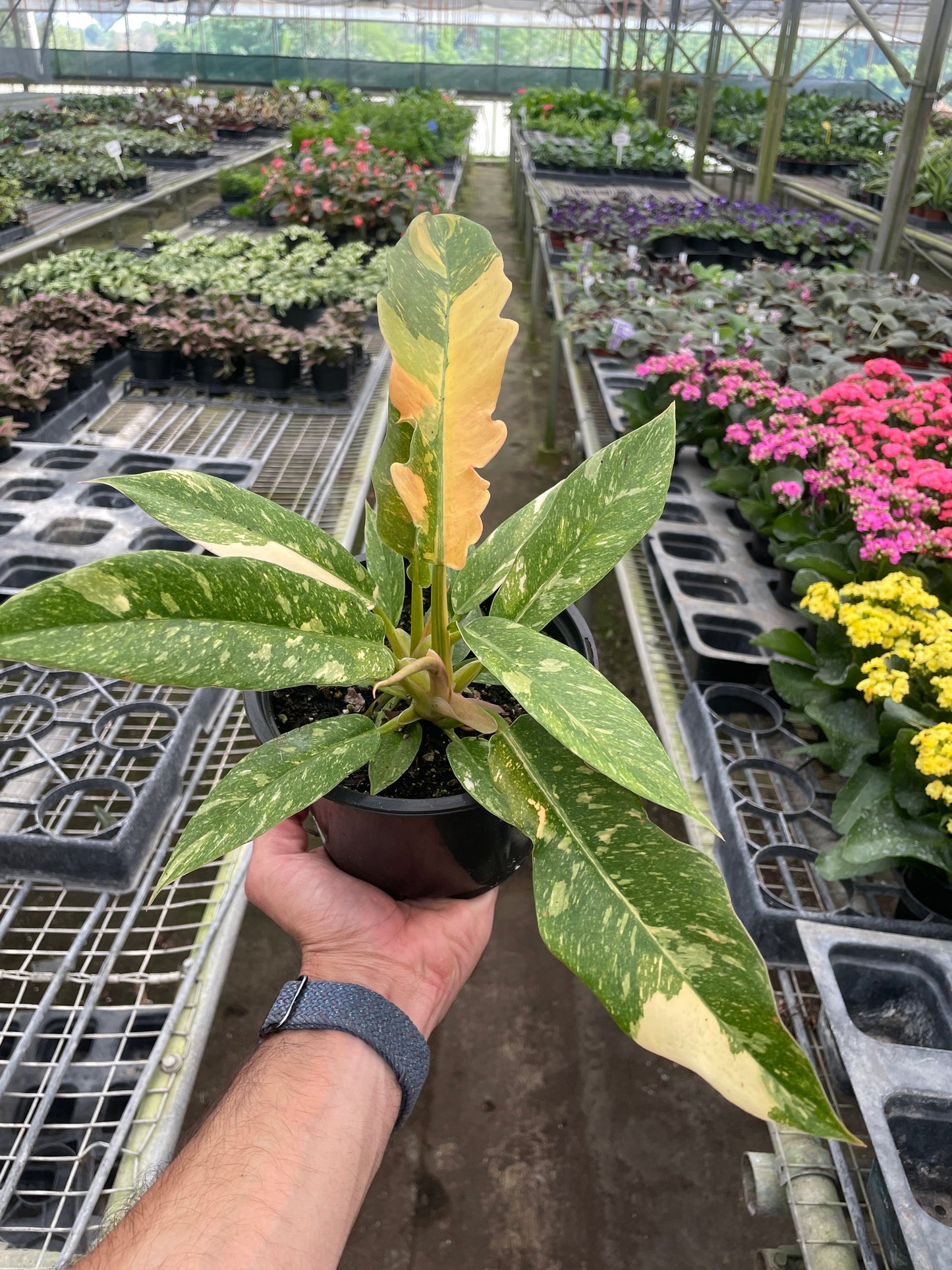 Philodendron 'Variegated Ring of Fire 5" -Clear Pot
