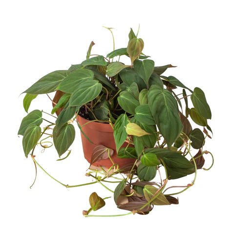 Philodendron Micans 'Velvet' 6"