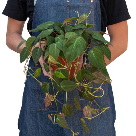 Philodendron Micans 'Velvet' 6"