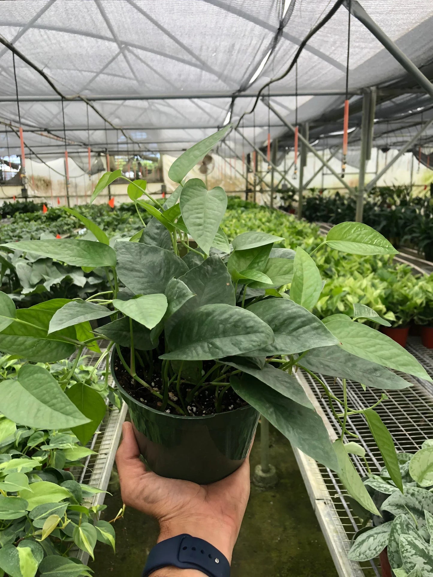 Pothos 'Cebu Blue' 6inch clear pot