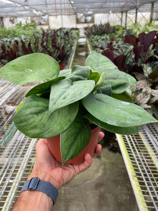 Pothos Jade Satin 4"