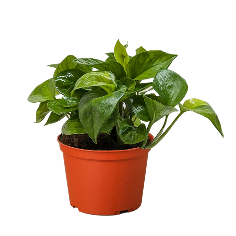 6 inch pothos Pothos 'Lemon Top' 6inch – Collective Plant Co